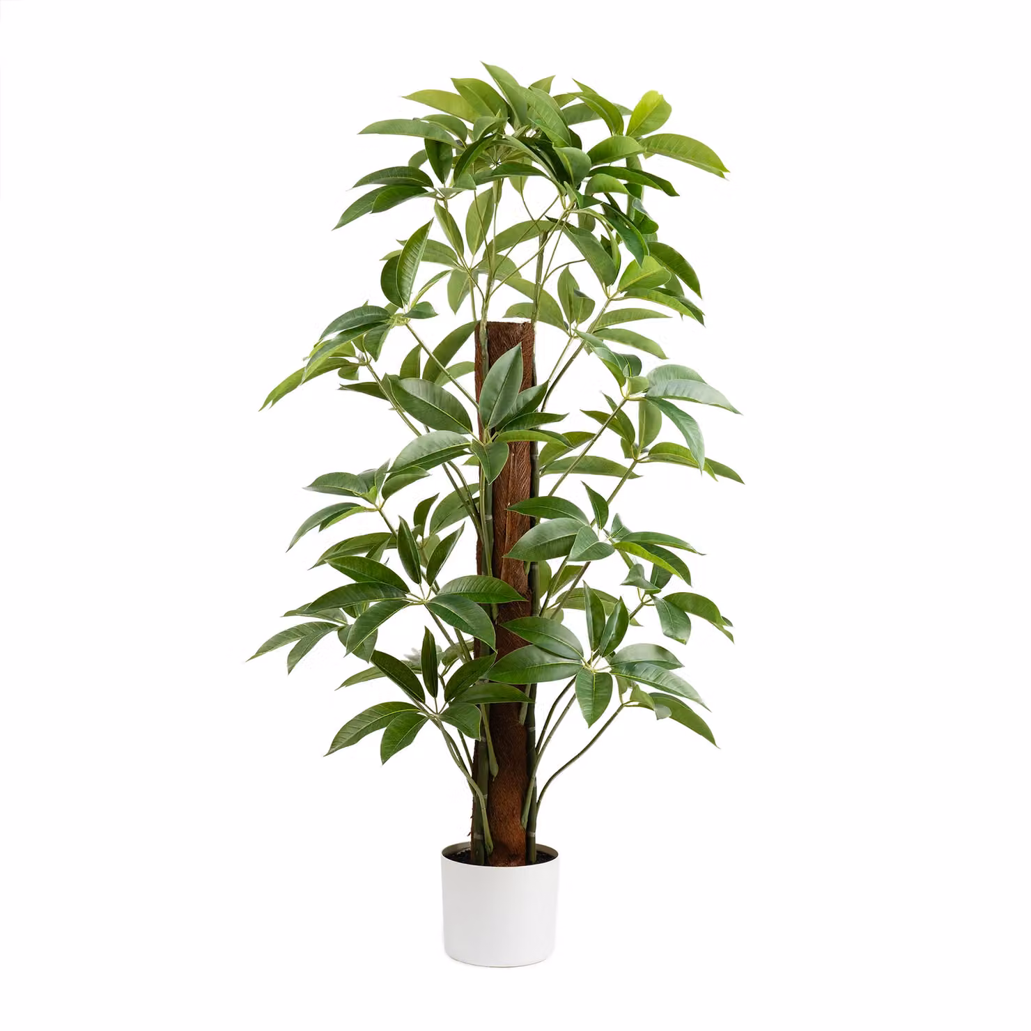 Scottish Everlastings Ltd Real Touch Climbing Schefflera Umbrella Plant in White Pot, Green, Height: 120 cm – 2