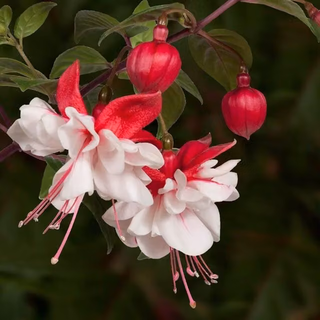 Set of 3 Plant Theory Fuchsia Bedding Plants in 9cm Pink Pots