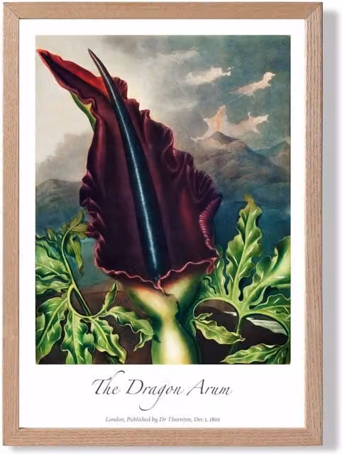 ARTZE Dragon Arum Flower Framed Botanical Print in Purple and Green with Oak Frame, A2