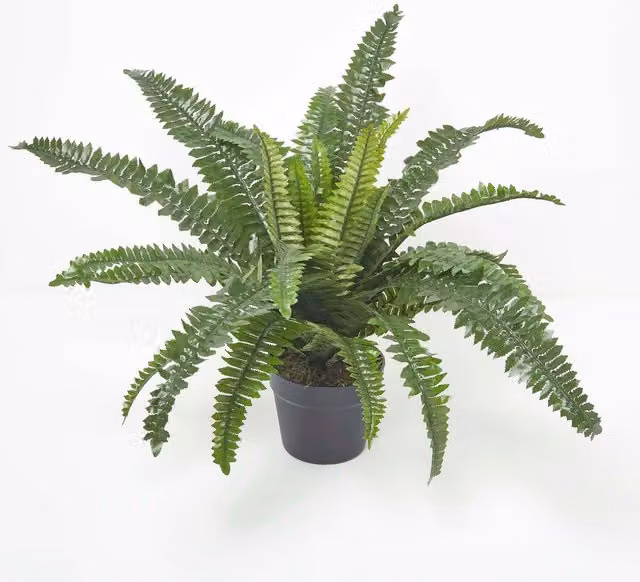 Homescapes Potted Green Boston Fern, Height: 60 cm