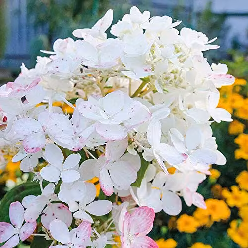 Thompson and Morgan Hydrangea Paniculata Wims Red Hardy Ornamental Shrub in 9cm Pot