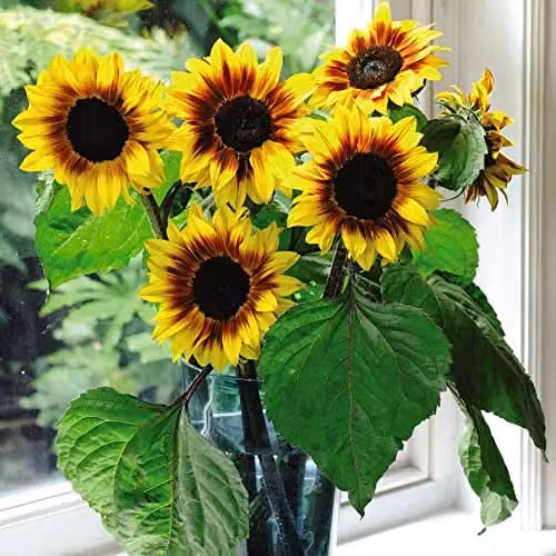 Thompson and Morgan Helios Flame F1 Hybrid Sunflower Seeds, Bicolour Yellow and Mahogany, 20 Seeds per Packet