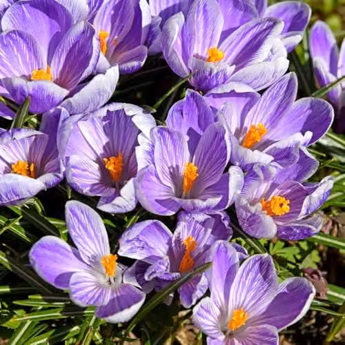 Thompson and Morgan Crocus Pickwick Bulbs, Purple and White Spring Flowering Bulbs, 20 Bulbs – 1