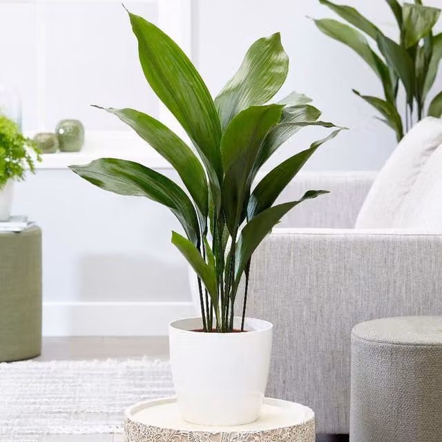GardenersDream Aspidistra Elatior Exotic Green Indoor House Plant