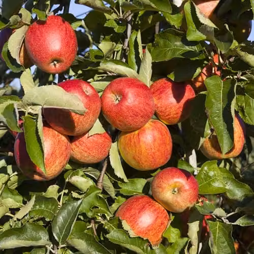 Thompson & Morgan Queen Cox Apple Tree (Malus domestica) with M26 Rootstock, Self-Fertile RHS Award Winner, 9cm Pot – 2
