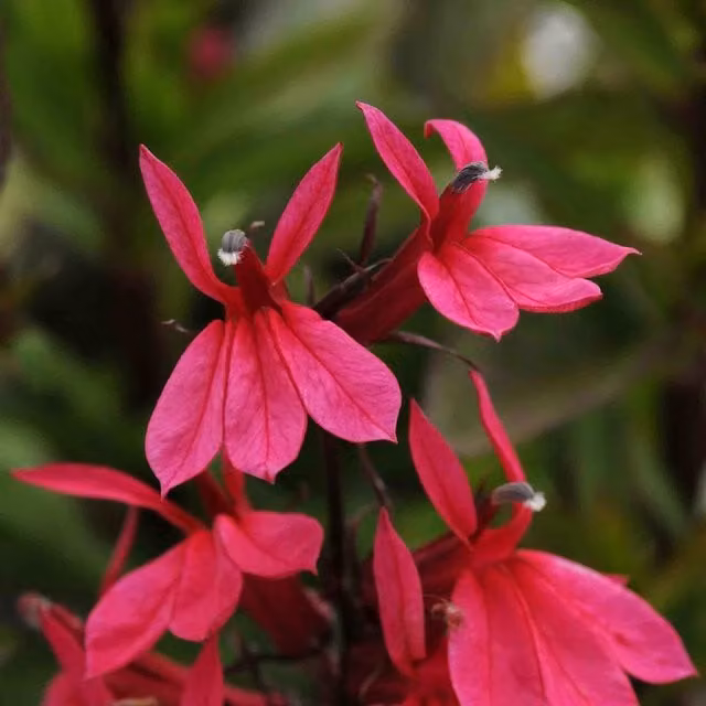 Marshalls Lobelia Starship Deep Rose Bedding Plant, Red/Pink Perennial, Pack of 6