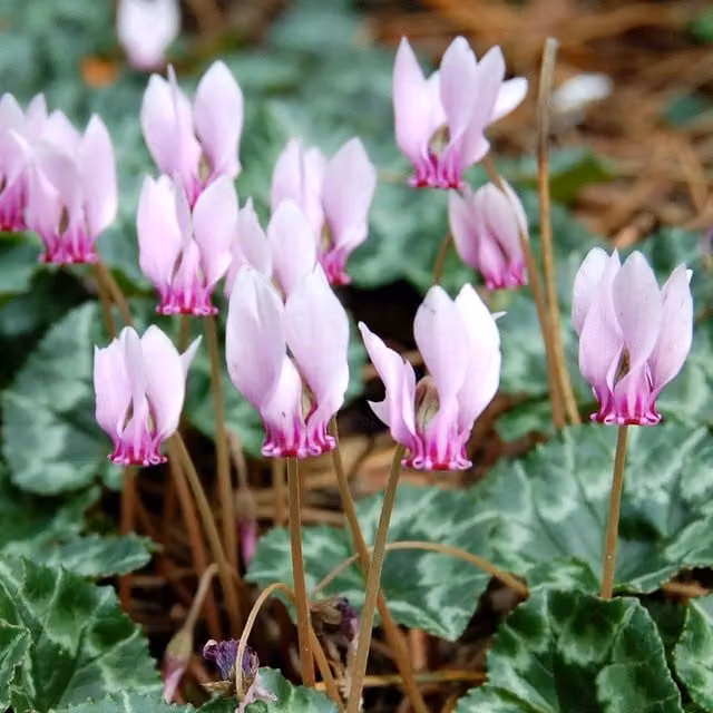 Marshalls Garden Ivy-Leaved Cyclamen Bulbs in Pink, Purple, White and Silver