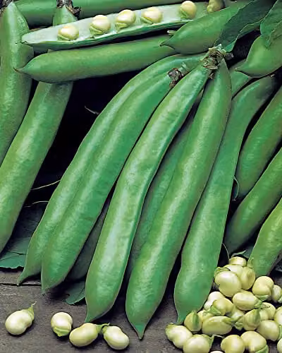 Johnsons Broad Bean Valenciana Vegetable Seeds – 3