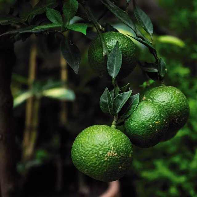 Thompson & Morgan Lime Citrus Indoor Flowering Fruit Tree, Green