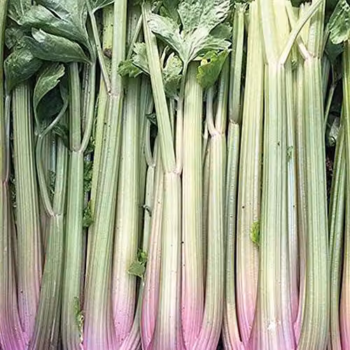Thompson and Morgan Celery Blush Self Branching Vegetable Seeds, 200 Seeds, Pink – 1