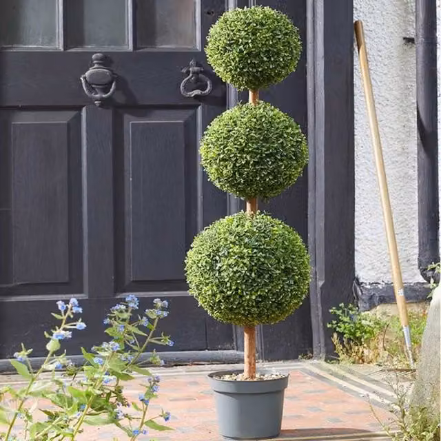 Garden Mile Trio Topiary Tabletop Tree in Green and Black