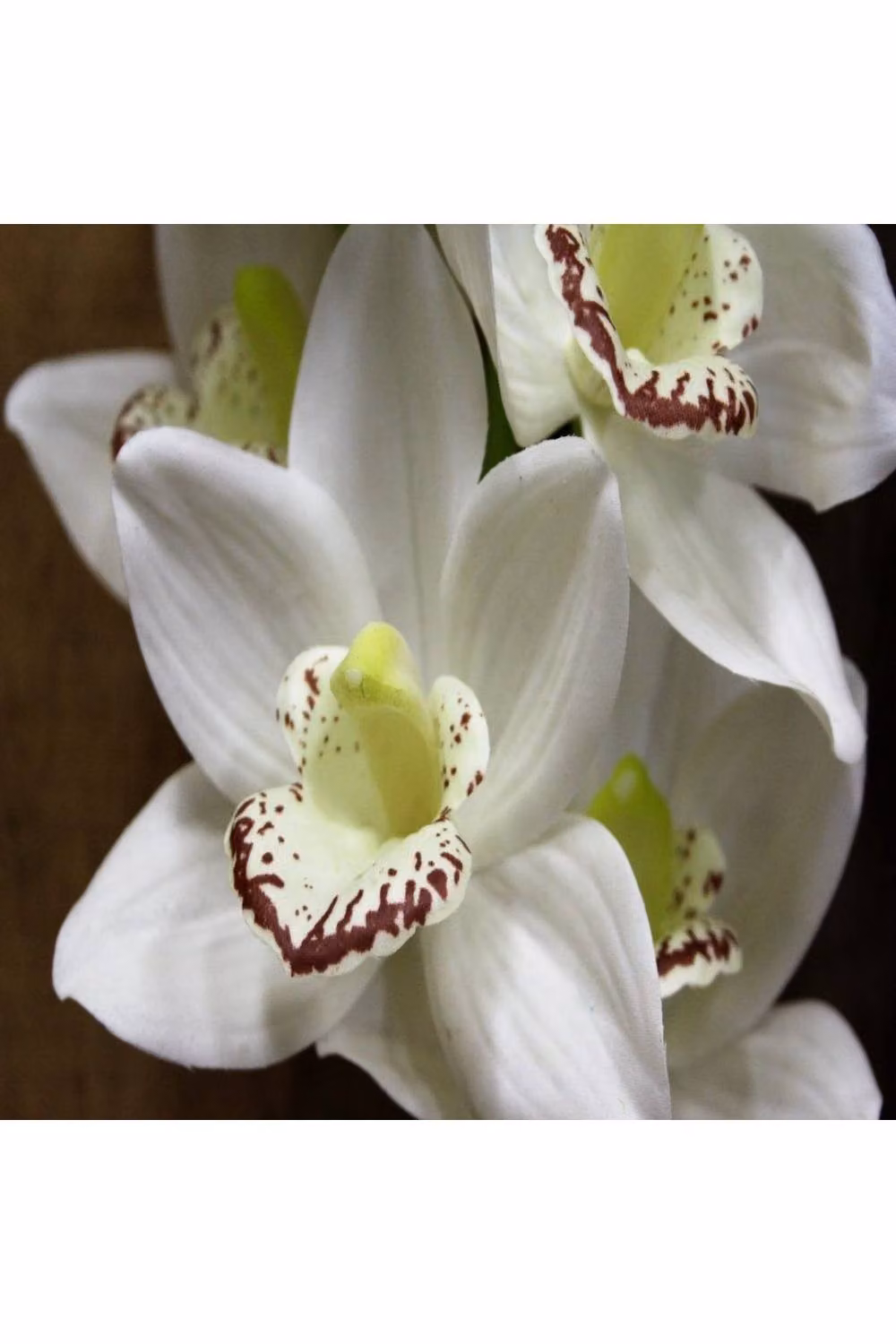 KDMD White Phalaenopsis Orchid Spray, Height: 114.3 cm – 4