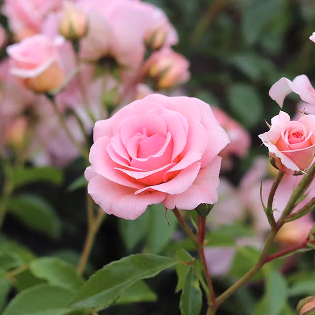 Plants By Post Rose You're Beautiful Fragrant Pink Floribunda Ornamental Shrub in 5.5L Pot