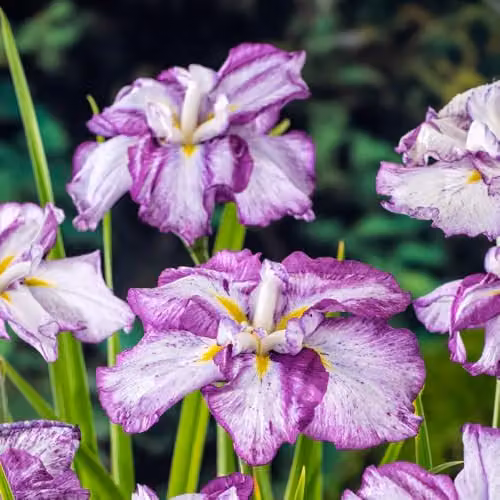Thompson and Morgan Iris ensata Dinner Plate Cheesecake Hardy Japanese Iris Perennial Plant in 11cm Pots