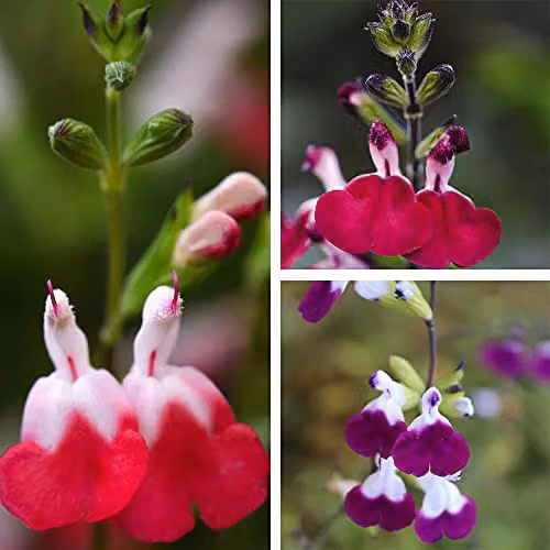 Thompson and Morgan Salvia Lips Collection Hardy Perennial Flowering Garden Plants, 3x Jumbo Plug Plants in Purple, Red and Pink