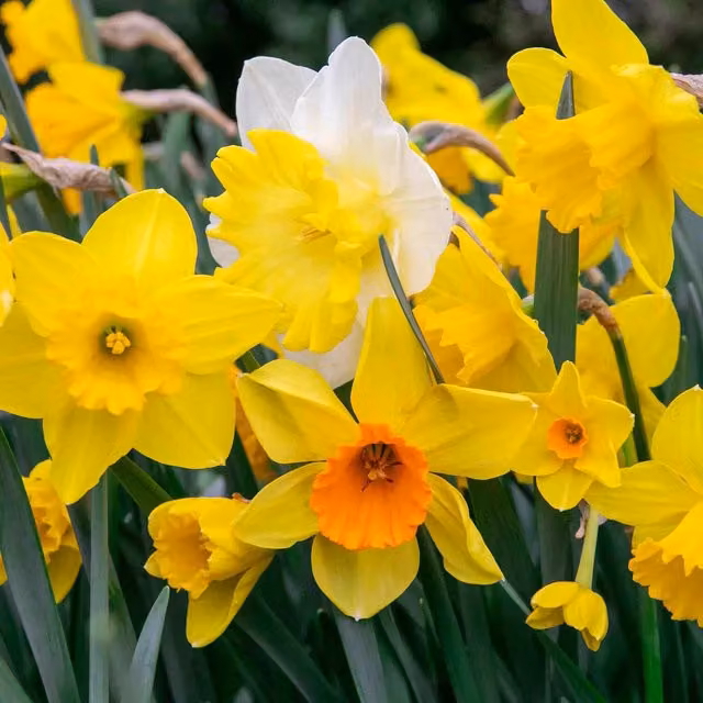 Marshalls Garden Daffodil Mix Yellow Shades Bulbs