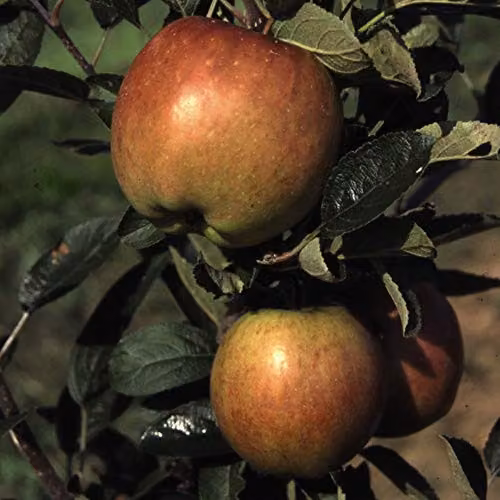 Thompson and Morgan Braeburn Apple Mini Patio Fruit Tree in a 5L Pot – 2