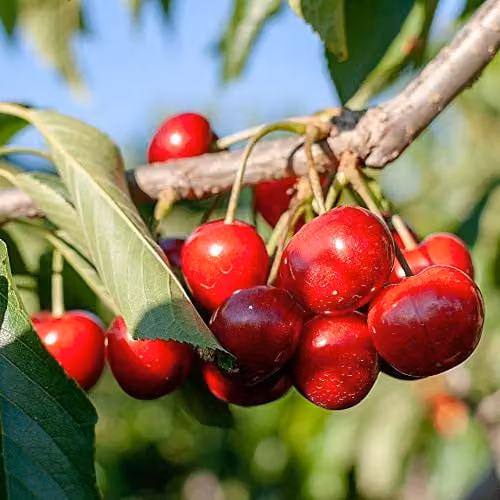 Thompson and Morgan Stella Sweet Cherry Fruit Tree, Standard Patio Hardy Garden Plant, 4.5L Pot – 2