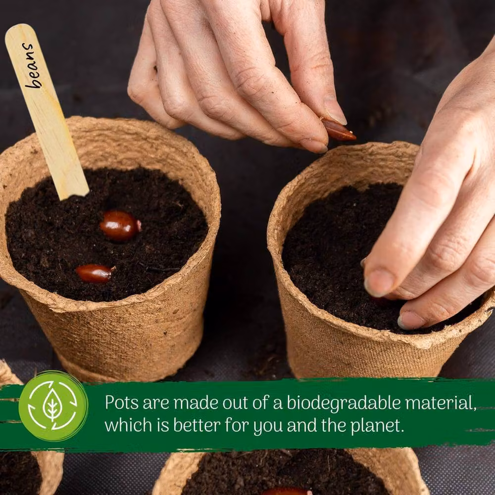 Green Thumbz 100 Pack Biodegradable Seedling Pots for Herbs and Flowers, Brown, 8cm – 3