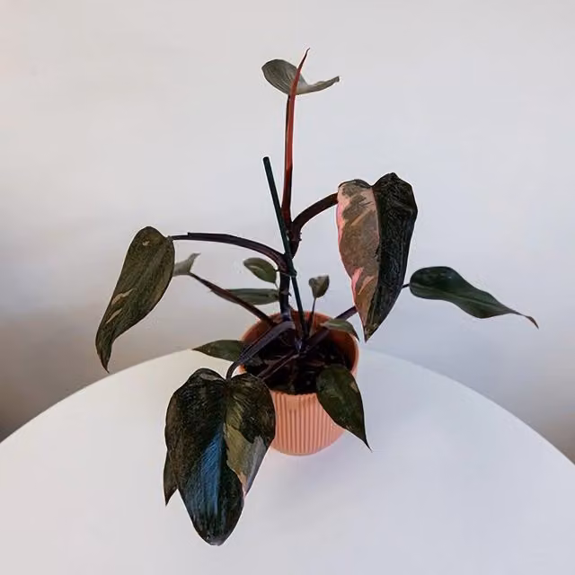 Primrose Pink Princess Philodendron Indoor Plant with Pink and Green Foliage, 25 cm, 12 cm Pot