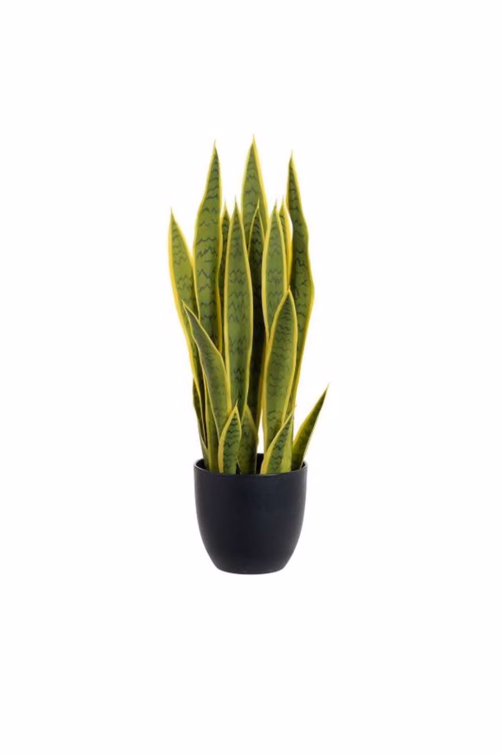 KDMD Potted Sansevieria Green and Yellow Plant, Height: 66 cm – 2