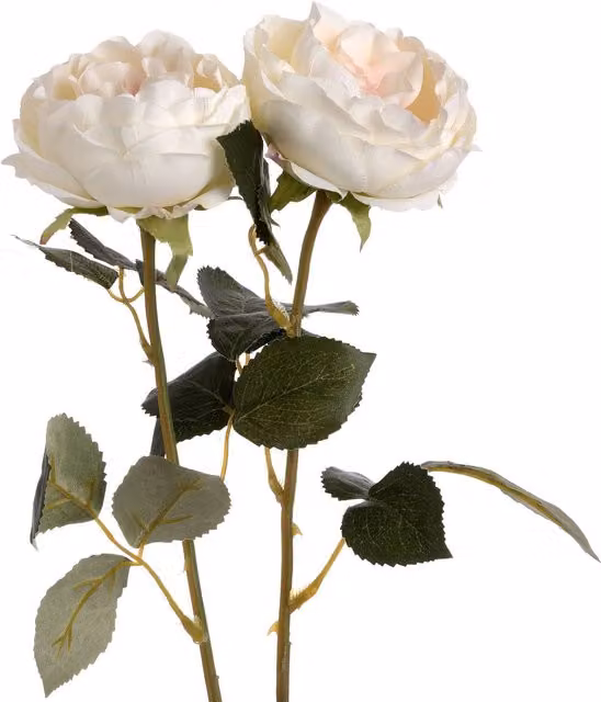 KDMK Organic Blush Garden Rose in Pink and White