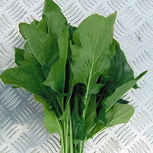 Thompson and Morgan Oriental Spinach Mikado F1 Hybrid Seeds, 400 Seeds