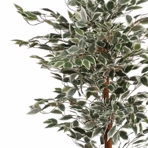 Botanik Green Artificial Ficus Tree, H 160 cm x W 80 cm x D 80 cm – 2