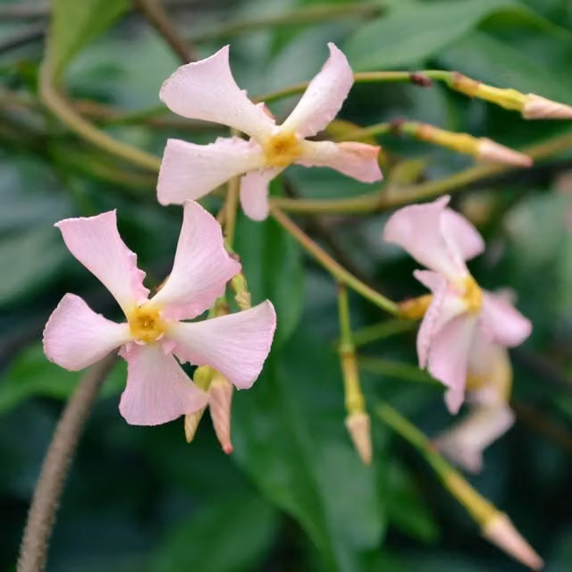 Plants By Post Trachelospermum asiaticum Pink Showers Pink and Green Outdoor Climbing Plant