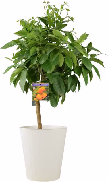 Plants by Post Calamondin Citrus Orange Tree with Orange Fruit and Dark Green Leaves, 5L