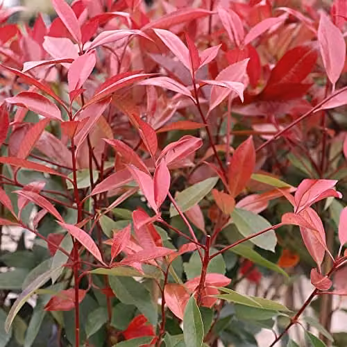 Thompson and Morgan Photinia x fraseri Red Robin Hardy Evergreen Shrub for Hedges and Woodland, 2 Litre Pot