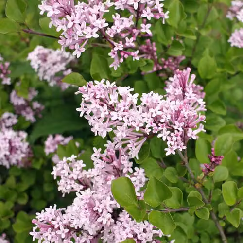 YouGarden Syringa Palibin Dwarf Lilac Ornamental Shrub, Purple and Green, 3L – 5