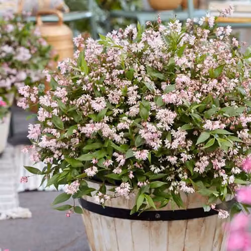 YouGarden Deutzia Million Stars Pink Carpet Ornamental Ground Cover Shrub
