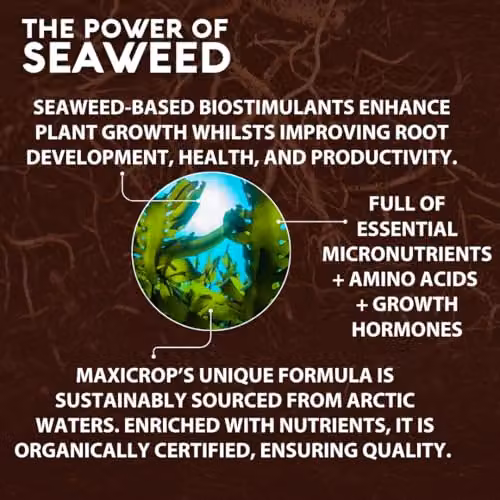 Maxicrop Organic Seaweed Plant Growth Stimulant and Tonic, 500ml – 6