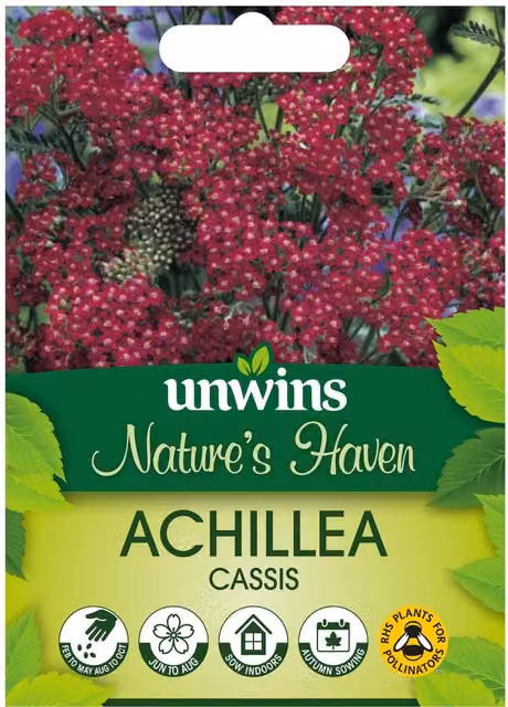 Marshalls Achillea Cassis Red Yarrow Perennial Flower Seeds, 60 Pack