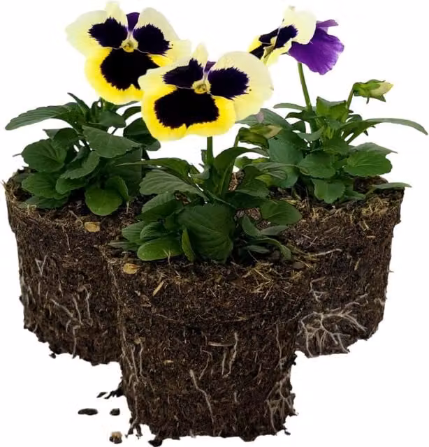 Plants By Post Pansy Delta Pro Violet and White Potted Plants, 3 Pack