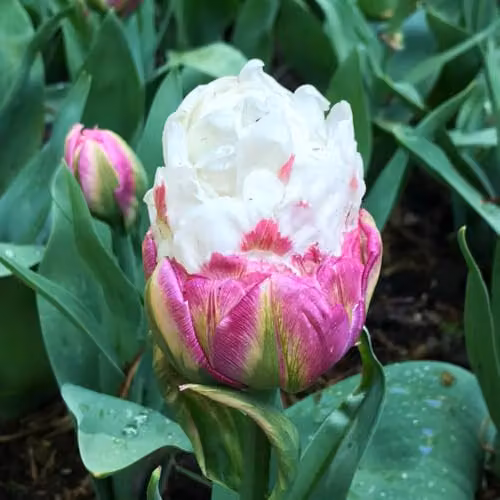 YouGarden Novelty Premium Tulip Ice Cream Spring Flower Bulbs, Set of 10 Pink and White Bulbs for Autumn Planting – 3