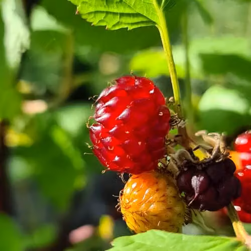 Thompson & Morgan Rubus Raspberry Tree Potted Fruit Shrub, 5 Litre Pot – 5