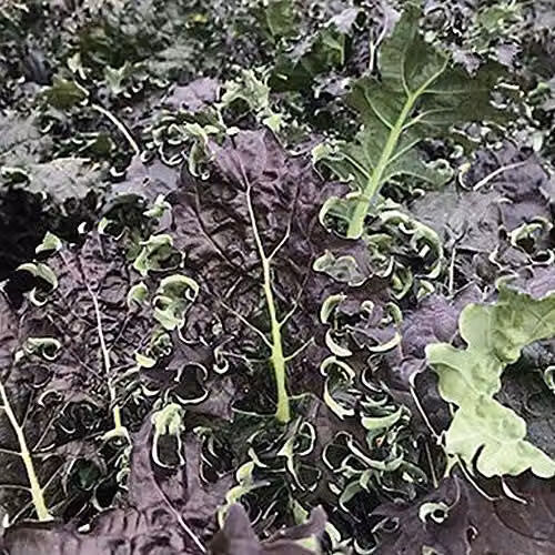 Thompson and Morgan Kale KX-1 Red Purple Vegetable Seeds, 150 Seeds