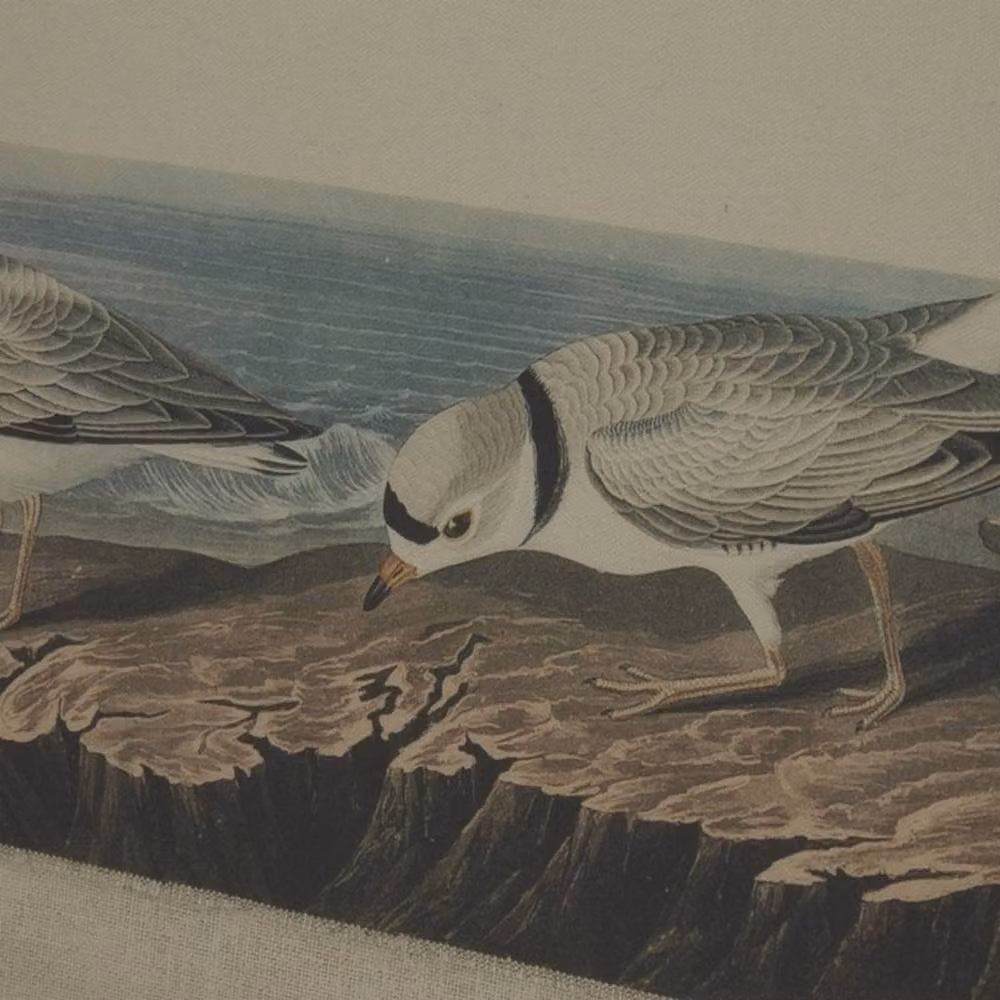 Lemon Pavilion Flora & Fauna Collection Plovers on Linen Beaded Wall Art in Brown, W: 62.0 cm, H: 45.0 cm – 2