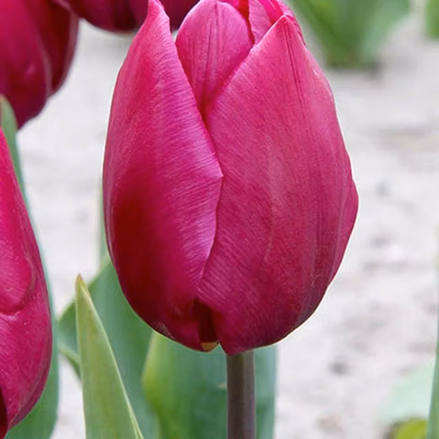Plants by Post 15 Purple Prince Triumph Tulip Bulbs for Early Spring Flowers