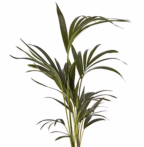 Thompson and Morgan Kentia Palm Howea Forsteriana Indoor Potted Plant in 17cm Pot – 2