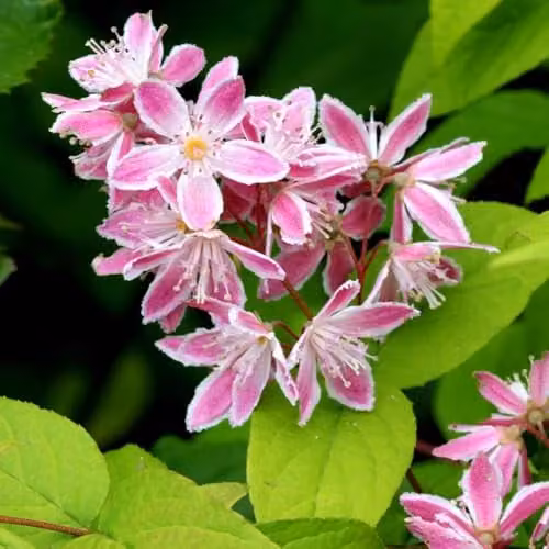 Thompson and Morgan Dwarf Deutzia rosea Yuki Cherry Blossom Deciduous Hardy Shrub with White and Pink Blooms, 3-Litre Potted Plant