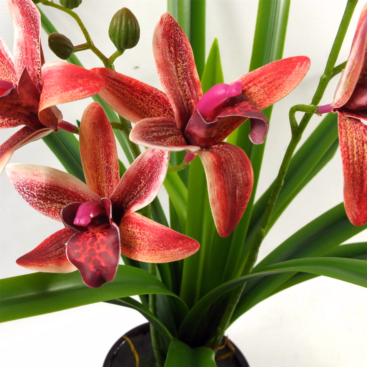 Leaf Design UK Dark Pink Artificial Orchid in a Black Ceramic Planter, Height: 50 cm – 5