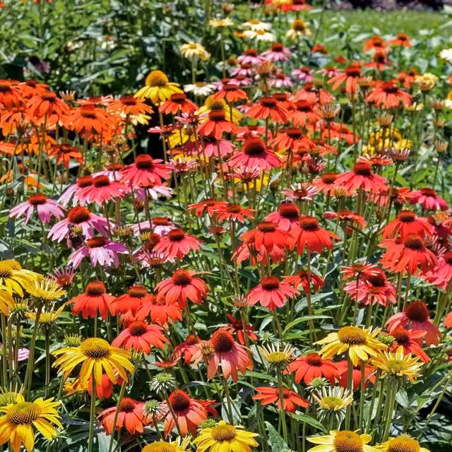 Marshalls Garden Echinacea Cheyenne Spirit Mixed Perennial Ornamental Plant, Multicolour