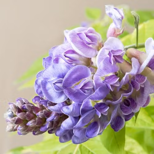 Thompson & Morgan Wisteria frutescens Amethyst Falls Hardy Flowering Purple Climber with Tower Pot, 2 x 9cm Plants – 2