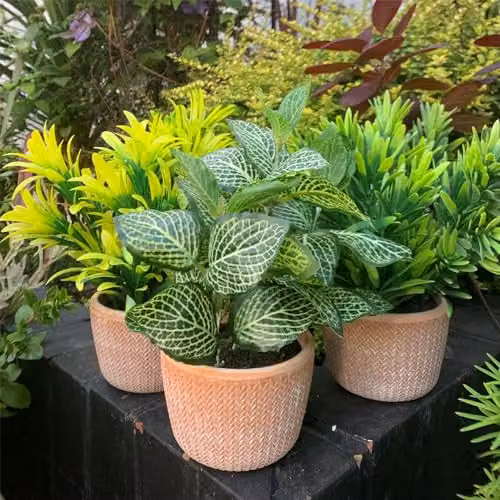 Leaf Potted Artificial Honey Plant in a Green Ceramic Pot, H 22 cm x W 15 cm x D 15 cm – 2