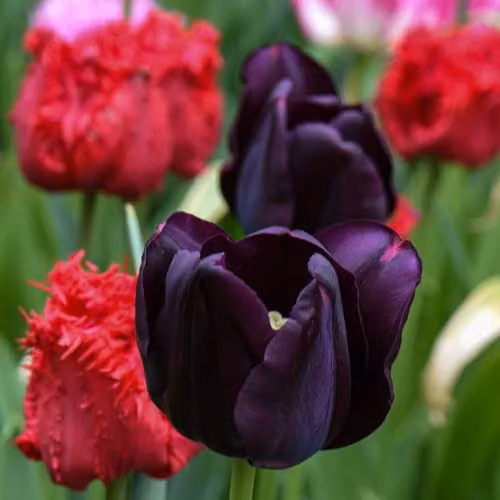 Thompson & Morgan Tulip Berry Sorbet Mixed Fruity Colour Fringed Hybrid Bulbs, 16 Bulbs (Dark Purple, Candy Pink and Raspberry Red)