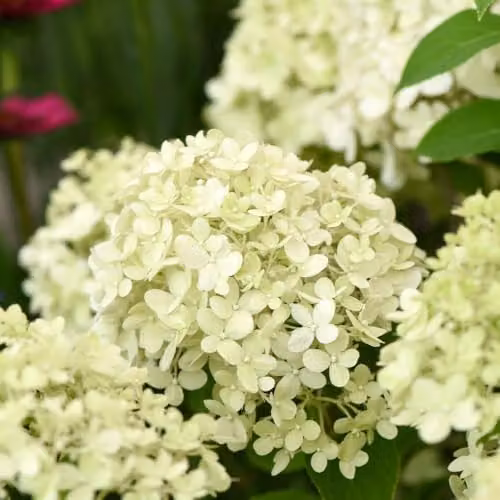 Thompson & Morgan Hydrangea Bobo Dwarf Panicle Ornamental Shrub with White to Pink Blooms, 25 Litre Pot – 6