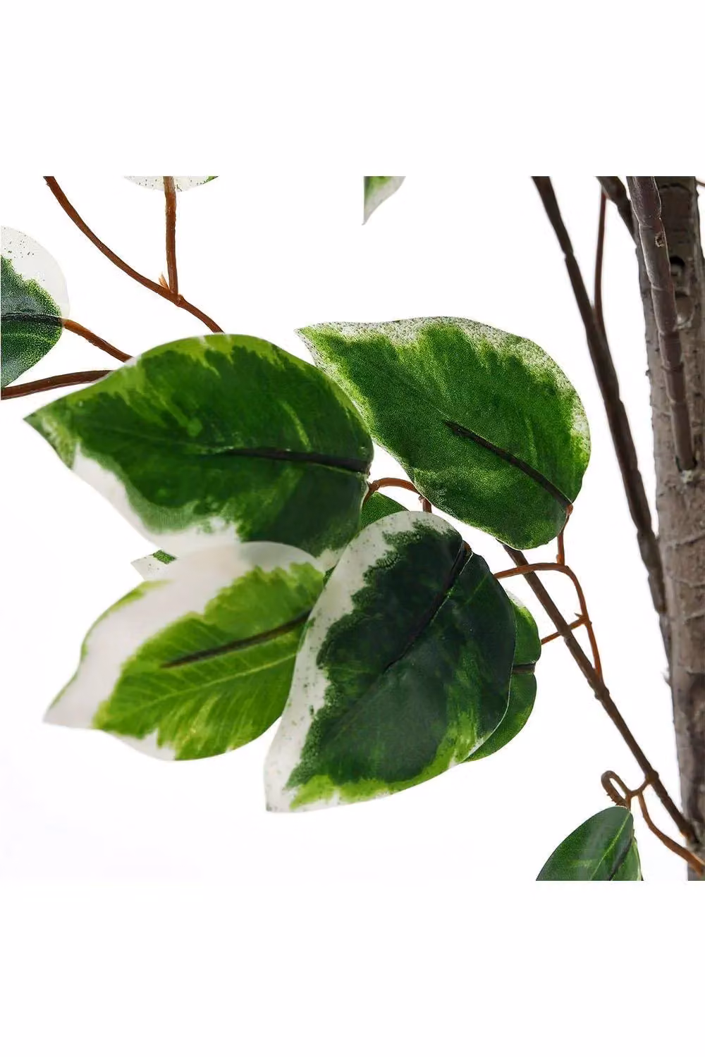 H&O Direct 150cm Artificial Two Branches Ficus Tree in Green and Black – 2
